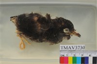 藏品(中杜鵑)的圖片